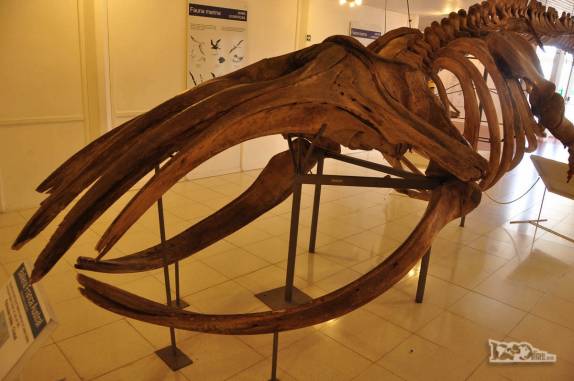 Na entrada da Península Valdés, no litoral da  patagônia argentina, visita a um museu com muitas informações sobre as baleias que frequentam a região